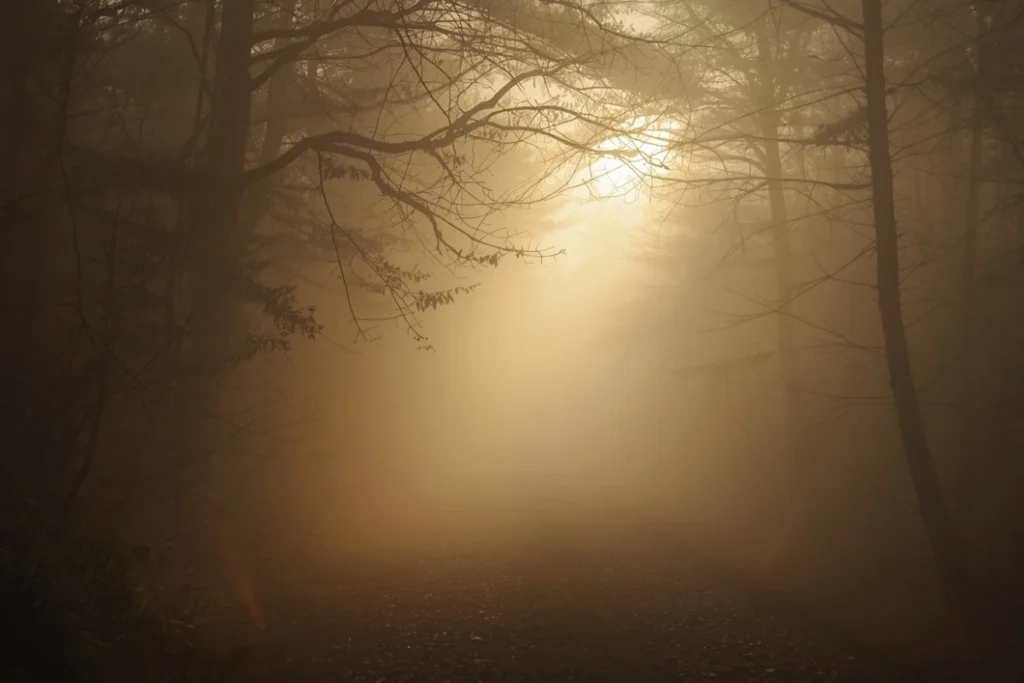 Misty forest path at dawn with warm amber light filtering through trees, path visible but leading into soft fog, quiet woodland scene