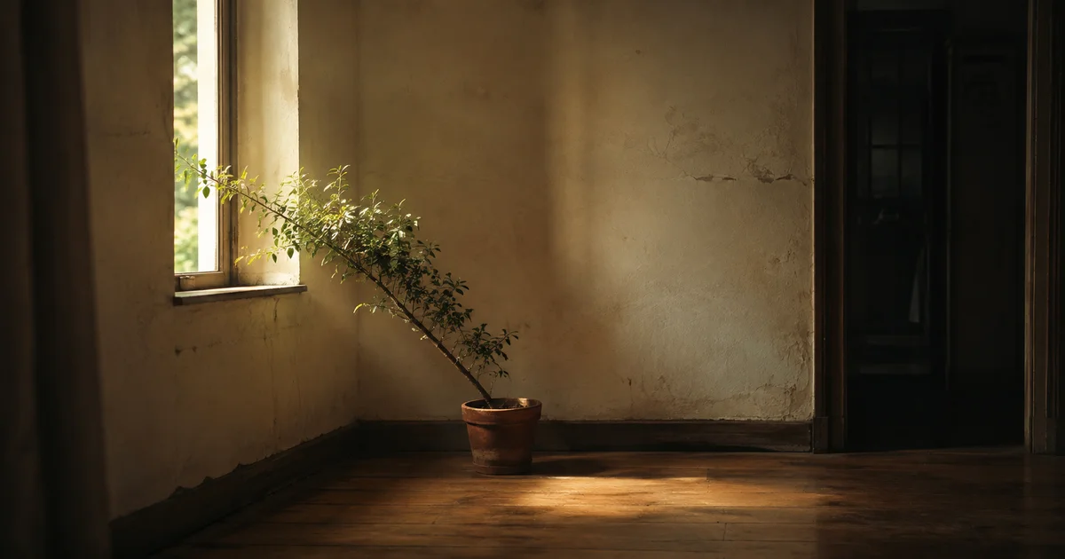 A single potted plant grown to lean entirely toward one narrow window in soft afternoon light