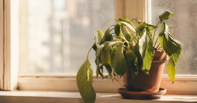 Houseplant slightly wilted on a sunlit windowsill, leaves drooping despite bright light