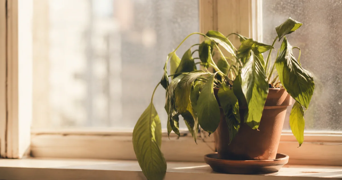 Houseplant slightly wilted on a sunlit windowsill, leaves drooping despite bright light