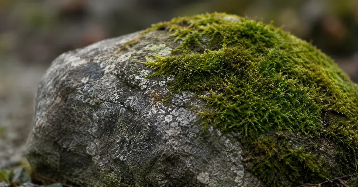 A weathered stone with a patch of healthy green moss growing naturally over part of its hard surface