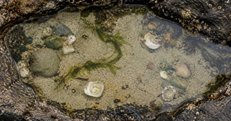A still, clear rock pool seen from above, pebbles, empty shells and green seaweed visible on its sandy bottom.