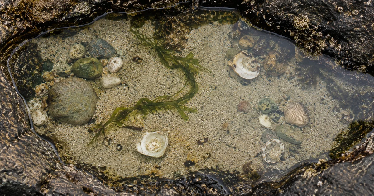 A still, clear rock pool seen from above, pebbles, empty shells and green seaweed visible on its sandy bottom.