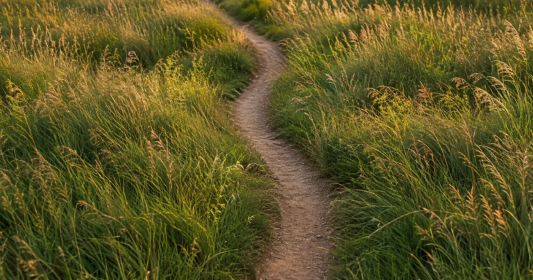 A narrow dirt footpath winding through a field of tall grass, seen from above in soft evening light.