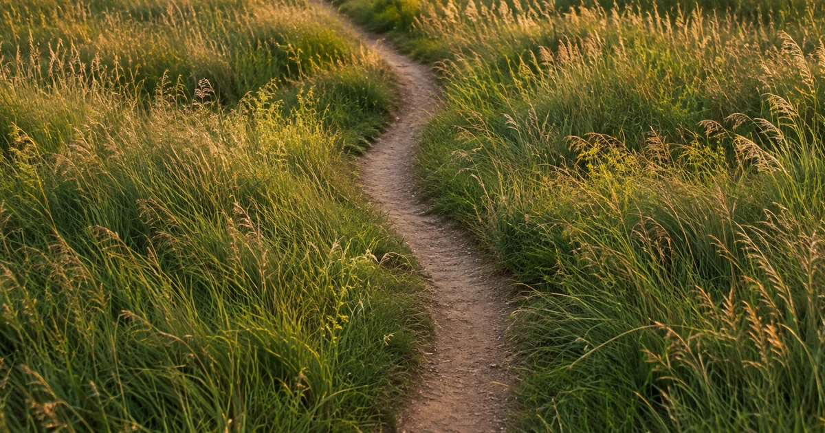 A narrow dirt footpath winding through a field of tall grass, seen from above in soft evening light.