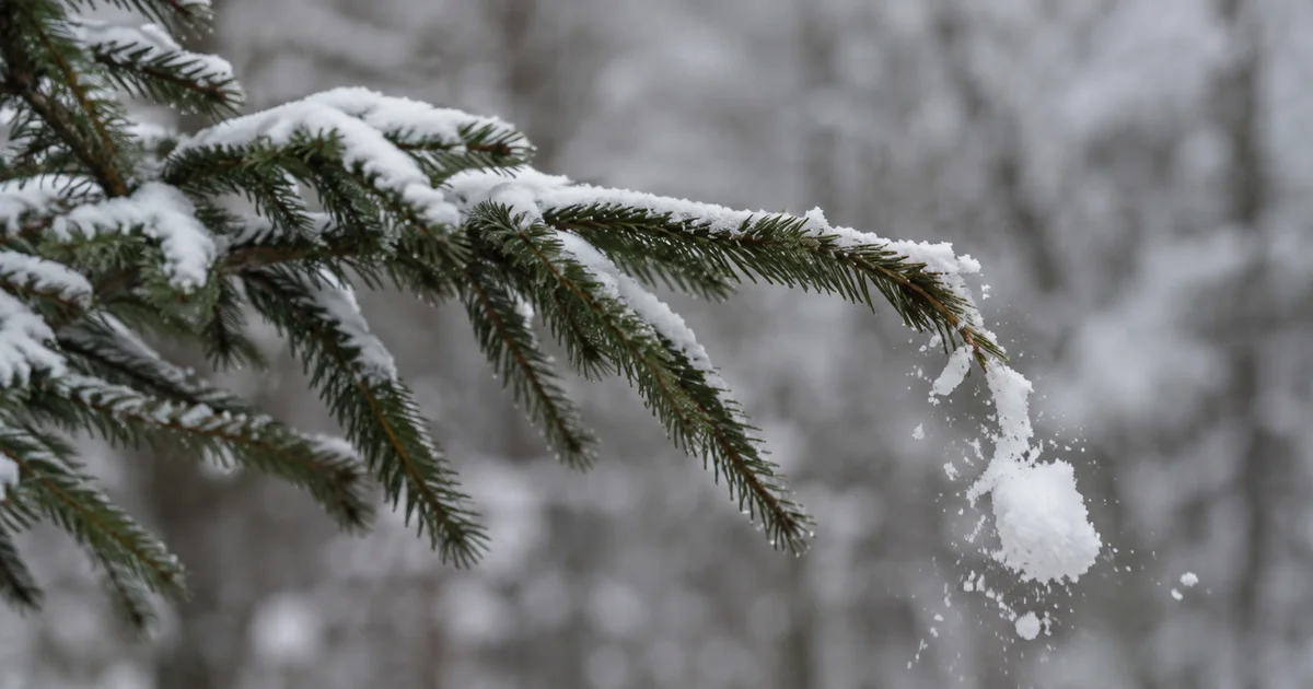 An evergreen branch lifting upward as a clump of snow drops from its tip, with blurred snowy trees behind.